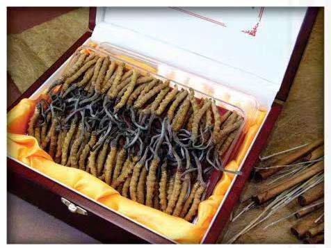 红河冬虫夏草回收